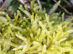 Lophocolea semiteres