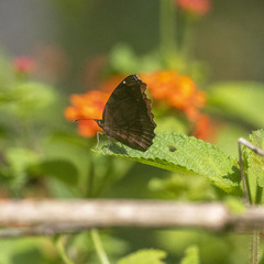 Ariadne