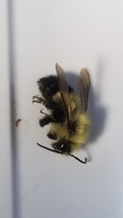 Bombus vagans