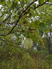 Populus tremuloides