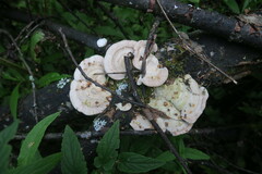 Trametes suaveolens