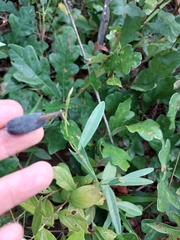 Crotalaria sagittalis