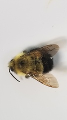 Bombus vagans