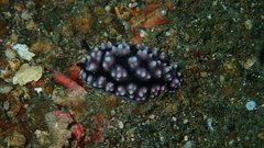 Phyllidiella pustulosa