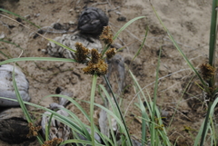 Cyperus ligularis