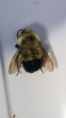 Bombus vagans