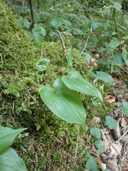 Maianthemum bifolium