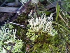 Cladonia squamosa