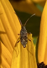 Ligyrocoris