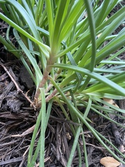 Allium tuberosum