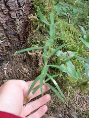 Polygonatum verticillatum