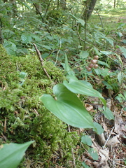 Maianthemum bifolium