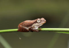 Chirixalus nongkhorensis
