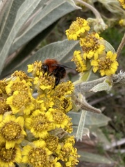 Bombus rubicundus