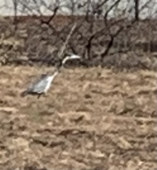 Ardea melanocephala