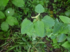 Euphorbia graminea