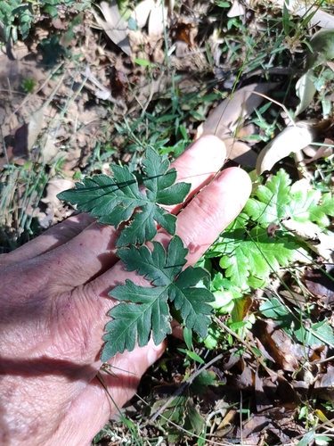 Image of Doryopteris concolor by (c) Tony van Kampen, some rights reserved (CC BY)