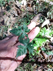 Doryopteris concolor