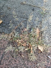 Eragrostis minor