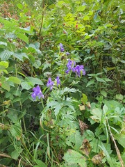 Aconitum variegatum