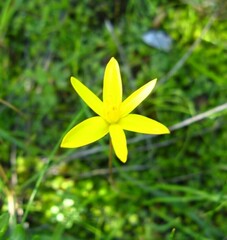 Hypoxis