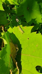 Melanoplus bivittatus