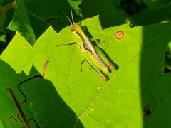 Melanoplus bivittatus