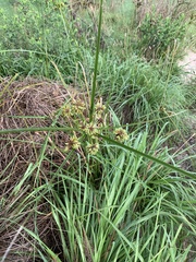 Cyperus entrerianus