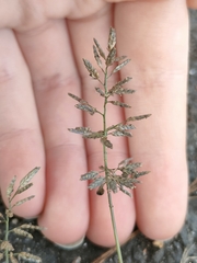 Eragrostis minor