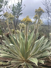Espeletia