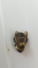 Bombus vagans