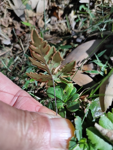 Image of Doryopteris concolor by (c) Tony van Kampen, some rights reserved (CC BY)
