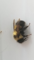 Bombus vagans