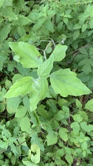 Populus alba