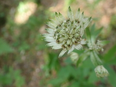 Astrantia
