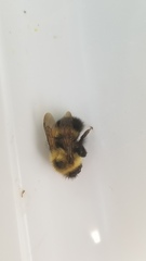Bombus vagans