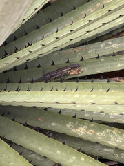 Stenocercus trachycephalus