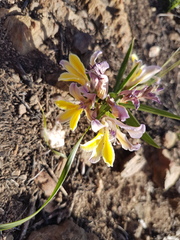 Babiana patula