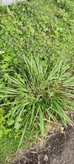 Poaceae