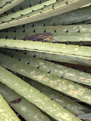 Stenocercus trachycephalus