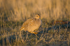 Tympanuchus pallidicinctus