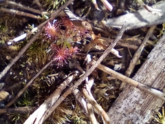 Drosera roseana