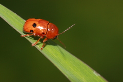 Cryptocephalus sexsignatus