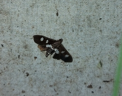 Desmia