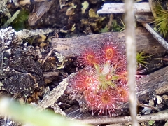 Drosera roseana