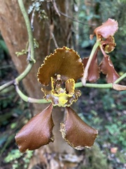 Cyrtochilum