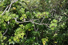 Homalanthus fastuosus