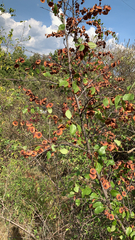 Paliurus spina-christi