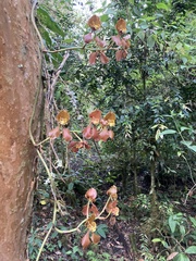 Cyrtochilum