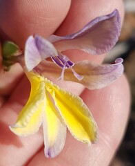 Babiana patula
